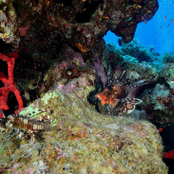Dahab Egypt PADI_Discover Scuba Diver Course