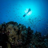 Divers Underwater in Dahab Diving